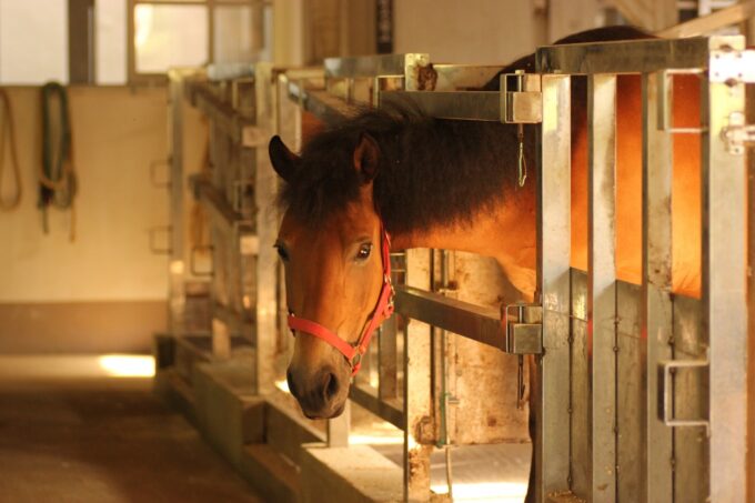 種牡馬の今昔~日本で繋養されている種牡馬~